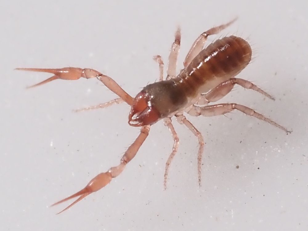 A pseudoscorpion. It has eight real legs, plus a pair out in front with long pincers for catching prey. Unlike real scorpions it has no tail or sting.