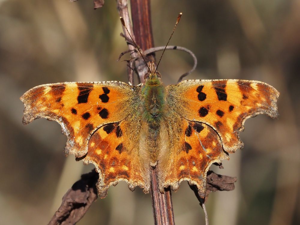 A Comma butterfly basking in sunshine. This species is notable for ragged wing edges which help with camouflage. The ground colour is a deep orange, and there are black and lighter-orange markings on all the wings.