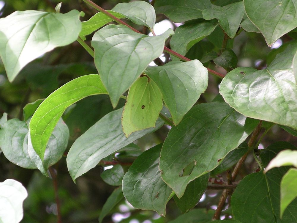 A mass of green leaves with a Brimstone butterfly hanging from beneath one. The corners on the butterfly's wings mimic the drip tips on the leaves, and the colours are quite a good match too. There is a dark spot in the centre of the hindwing though that detracts from the camouflage.