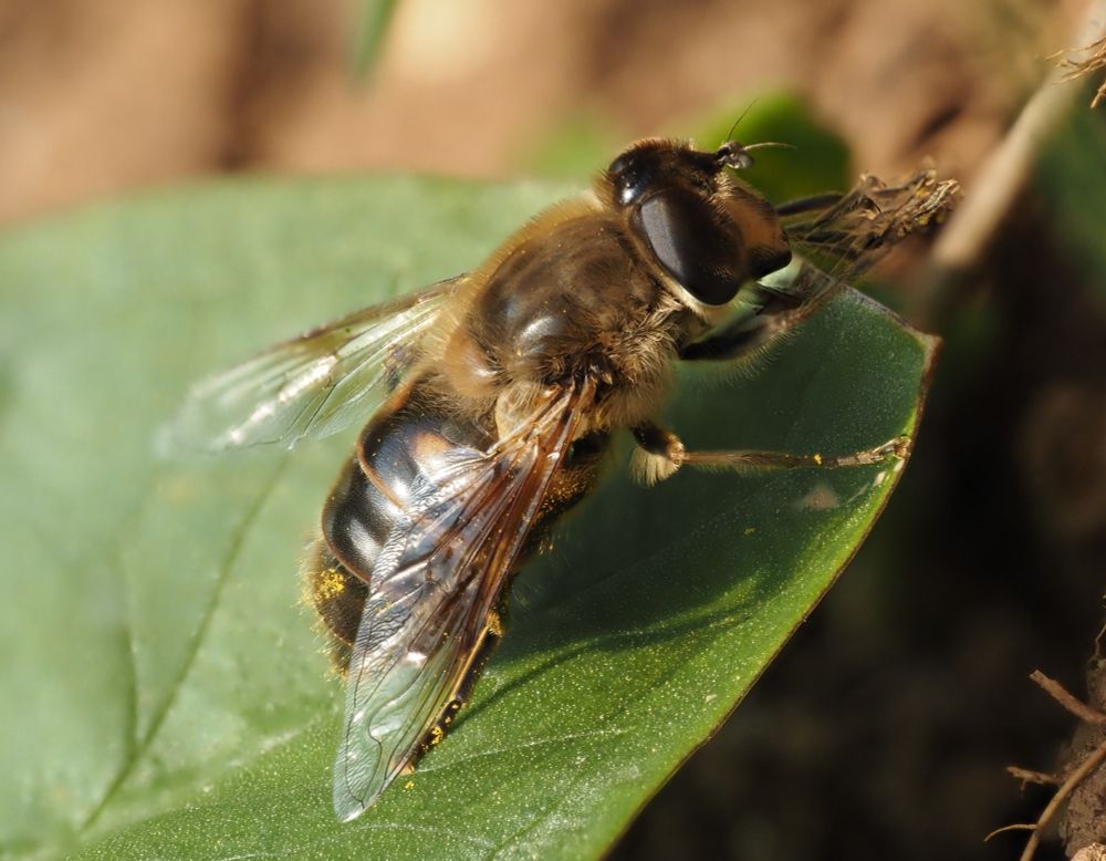 A large hoverfly sitting on a leaf. The photo is a combination of about 10 photos. The front legs are a blur because the fly was actively cleaning them, but the rest of the insect was perfectly stationary and is sharp.