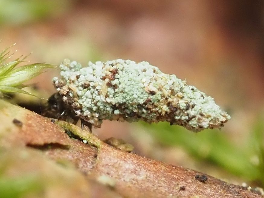 A bent cone-shaped protective case made small-grained material including lichens. The legs and head of the larva within can be seen projecting from the wide end, and it is walking upon dead wood.