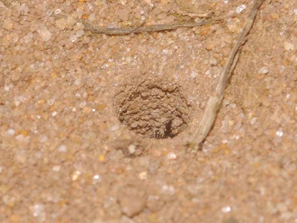 A round hole in sand with a jaw of a Green Tiger Beetle larva just visible inside.