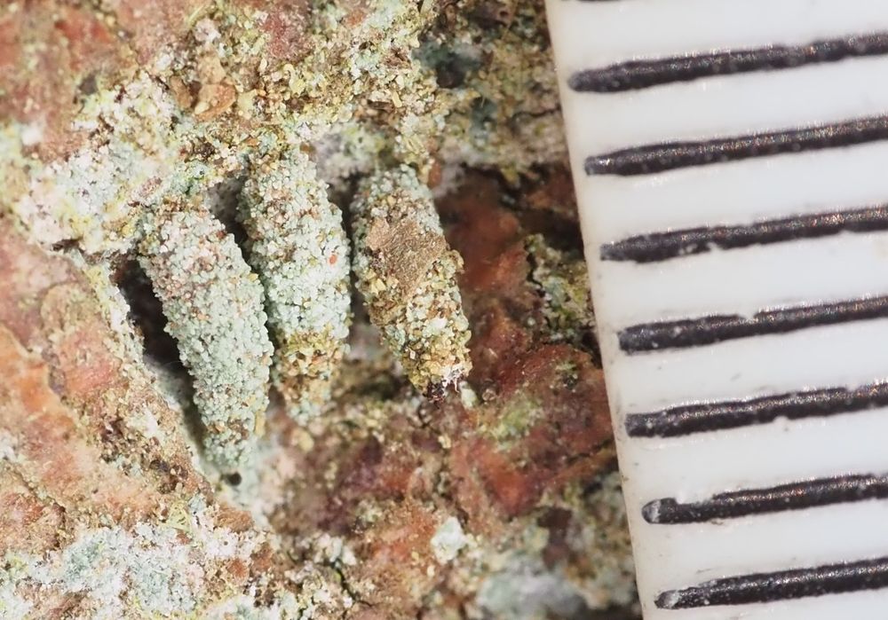 Three larvae in parallel with a ruler alongside showing them to be about 3mm long.