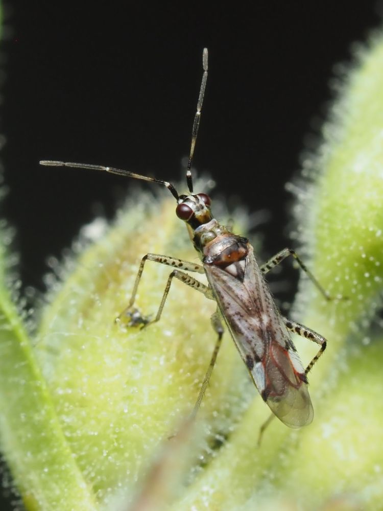 A slender bug with black and white markings standing on an Antirrhinum. 