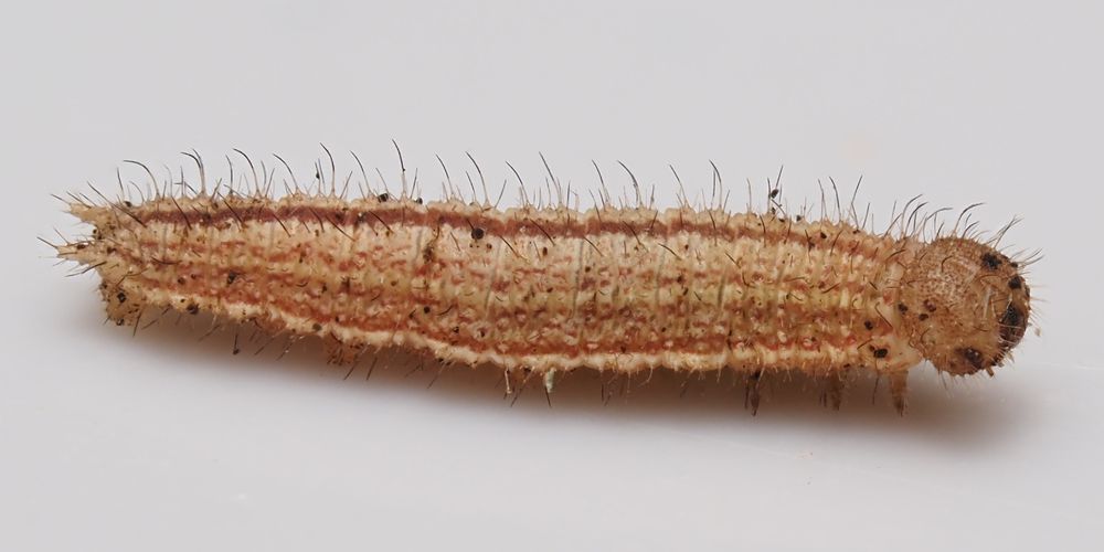 A caterpillar, about 6mm long, with longitudinal stripes of various shades of brown along its length. Its head capsule is also brown. There are long hairs (many backward pointing) along the entire length, including the head. 