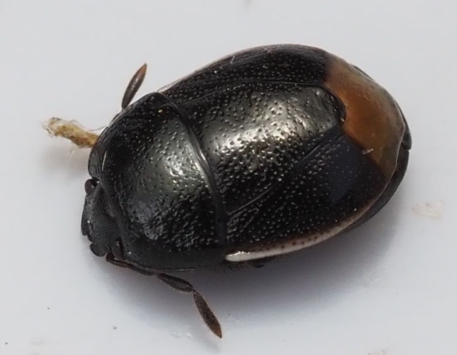 A small rounded shield-bug that is black all over except for a narrow white border along its sides (corium).