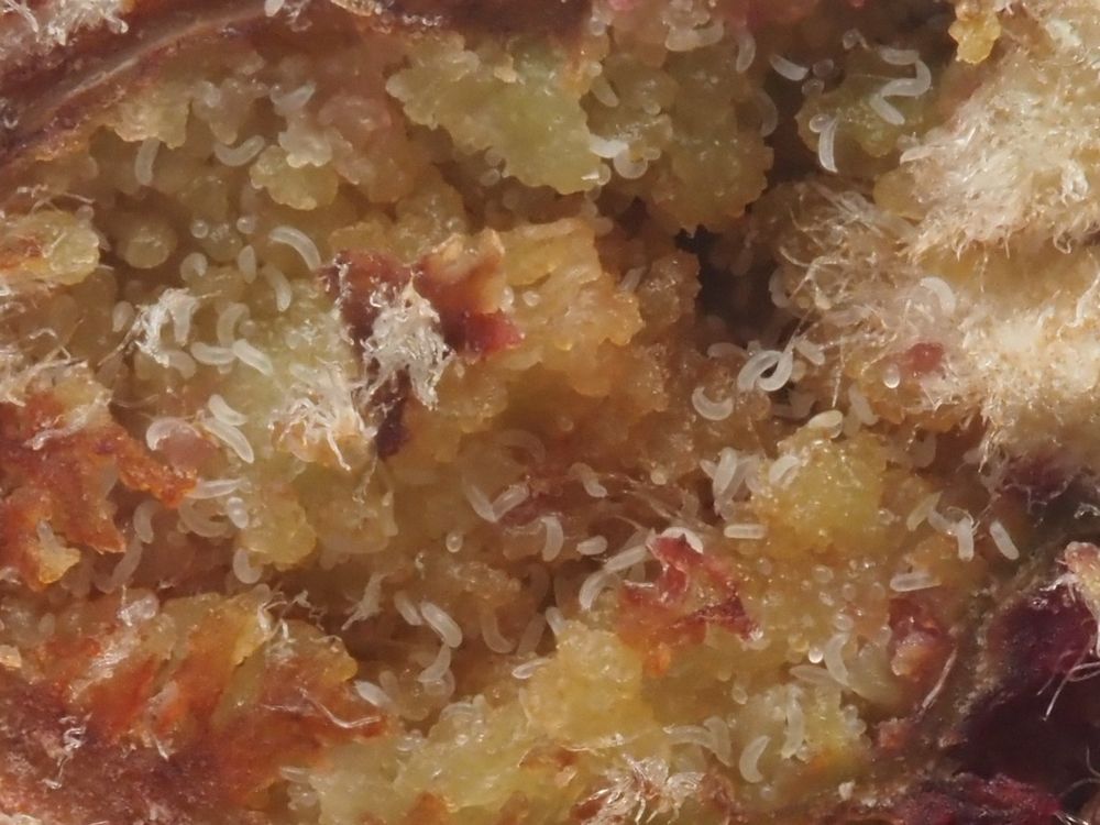 An enlarged bud on Hazel cut open to reveal the mites inside. They are tiny, pale, translucent and worm-like. There are probably hundreds inside the gall.