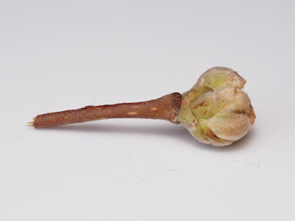 An enlarged bud on Hazel.