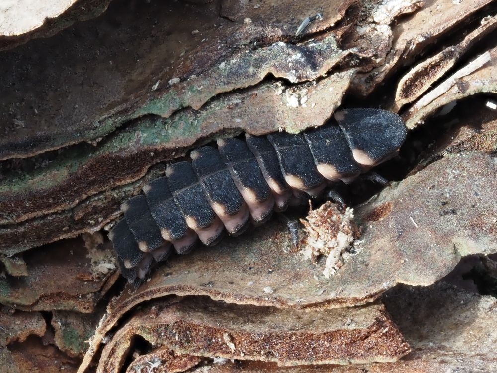 A glow worm larva under a piece of bark. The larva is long and black with nine obvious segments, plus a black head shaped like a semi-circle. The corner of each segment is tipped with pink colour.