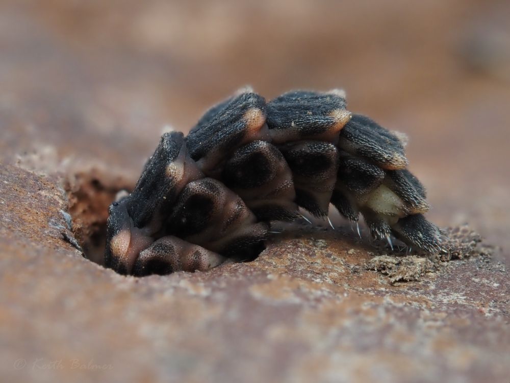 The last seven segments of a glow-worm larva bent into an arch shape. The first few segments and the head can't be seen as they are pushed inside an old beetle hole in a thick piece of fallen conifer bark, where the larva is presumably looking for, or has found, a snail to eat. The larva wasn't moving and was underneath the fallen bark when I picked it up.  It is a rather contorted shape if it was only resting/hibernating?