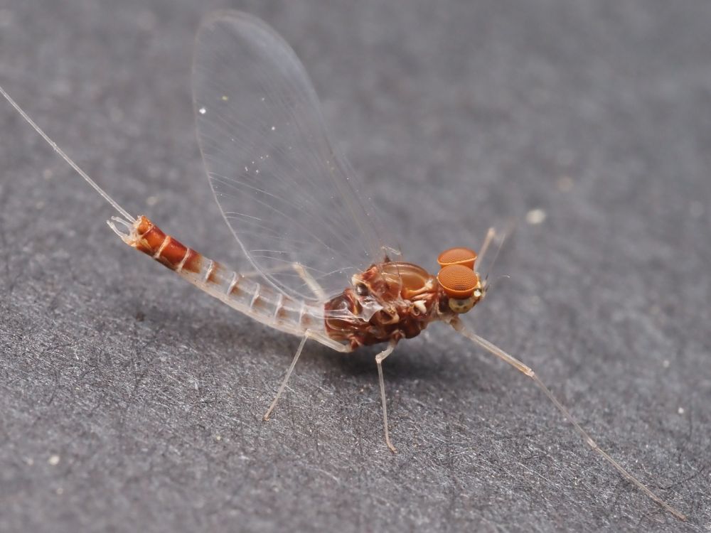 A male mayfly with large red bucket-shaped eyes, and a clear body with a dark tip. 