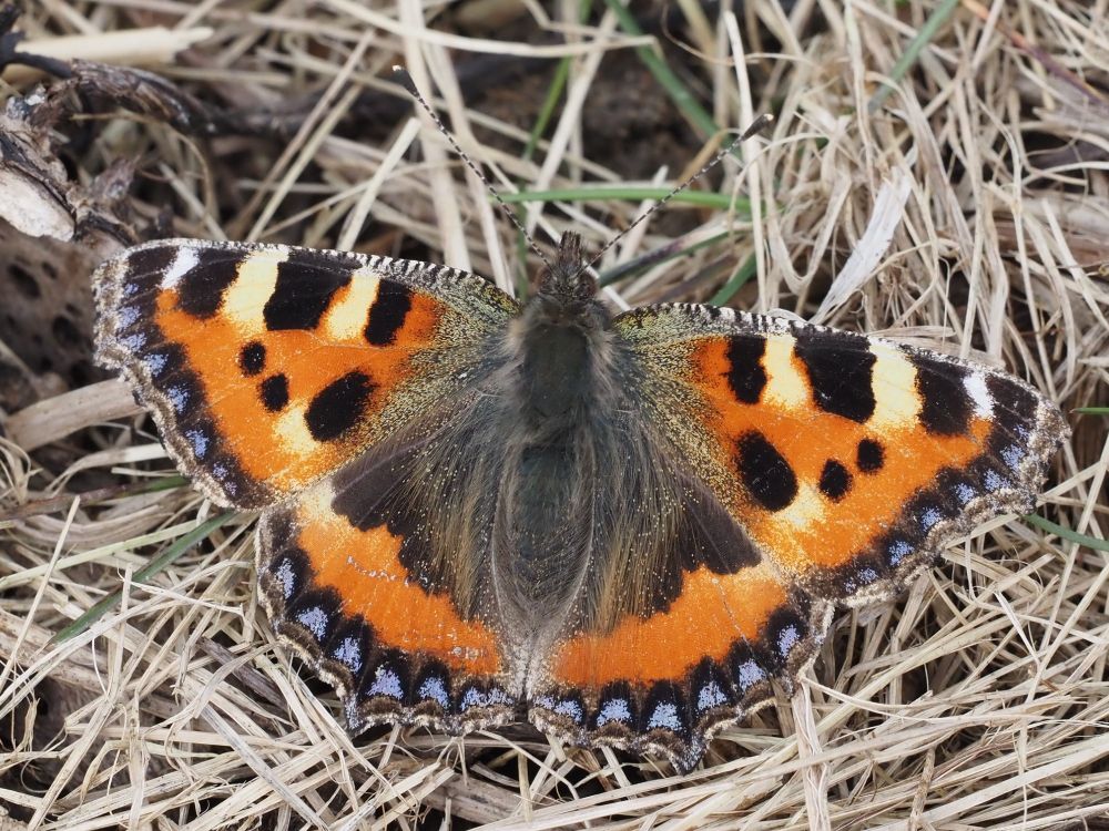 A Small Tortoiseshell butterfly basking on the ground in weak sunshine.
