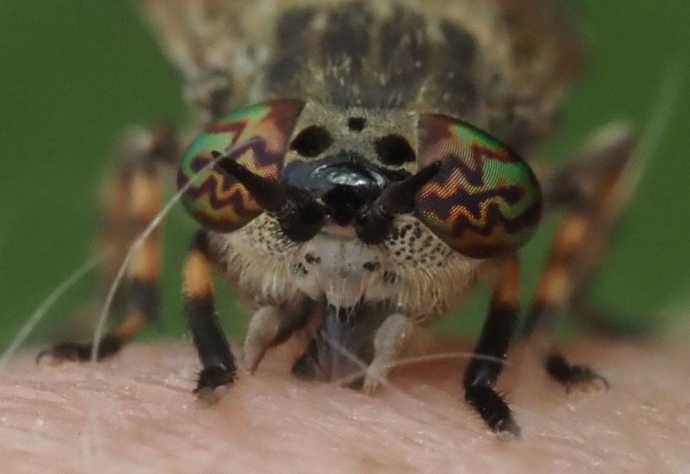 Close-up of the head and mouthparts of a fly biting into skin. The eyes carry a beautiful sequence zig-zag bands of several colours. 