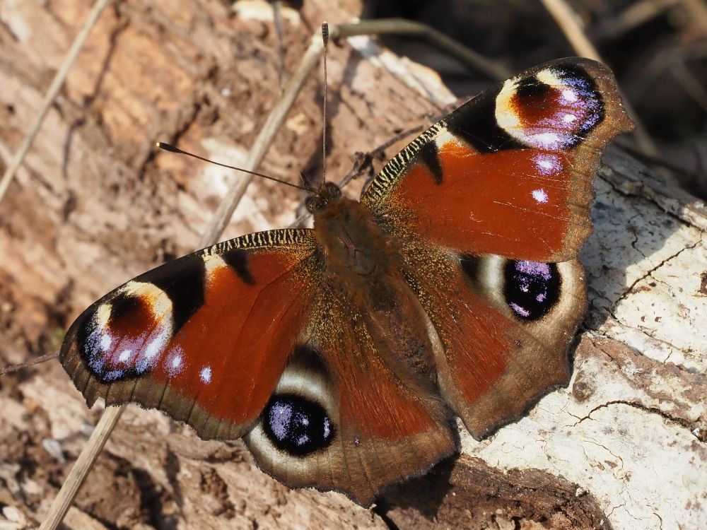 A Peacock butterfly basking on a log in full sunshine.