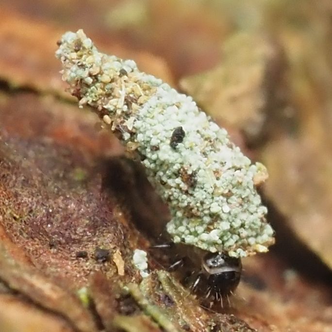 A bent cone-shaped protective case made small-grained material including lichens. The legs and head of the larva within can be seen projecting from the wide end, and it is walking upon dead wood.