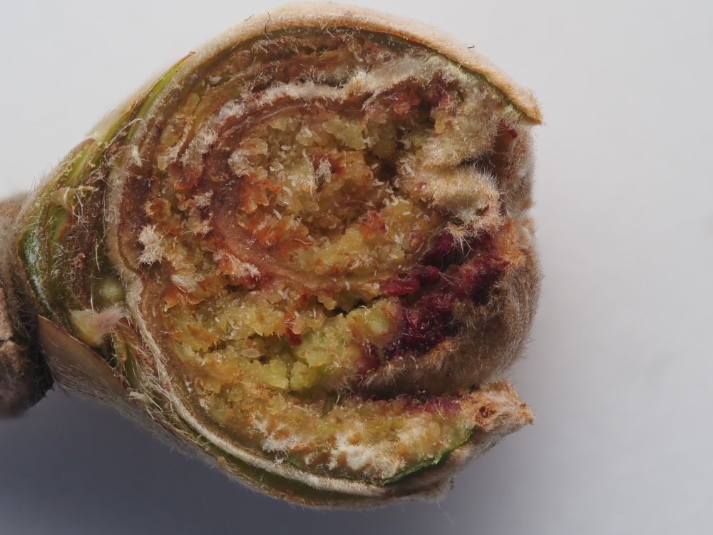 An enlarged bud on Hazel cut open to reveal the mites inside.