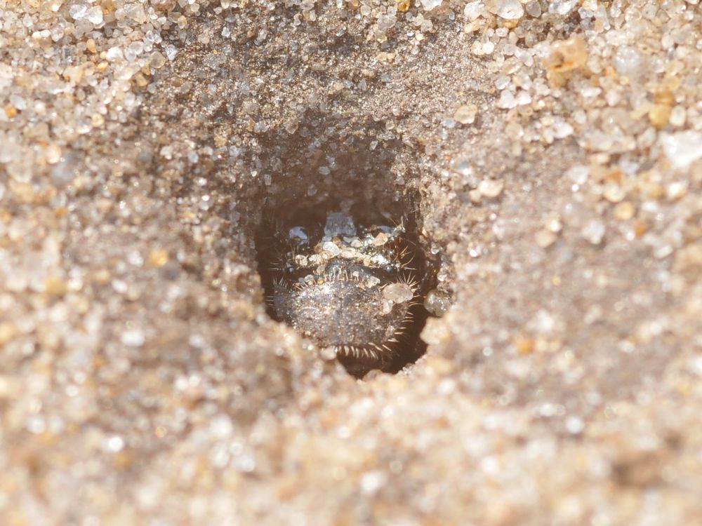A round hole in sand with the flat head of a Green Tiger Beetle larva visible inside.