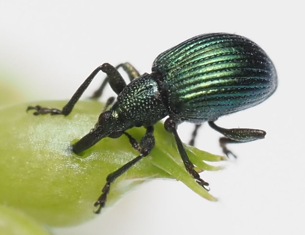A shiny green weevil (a beetle with a long snout), feeding on a developing flower bud of Wild Liquorice.