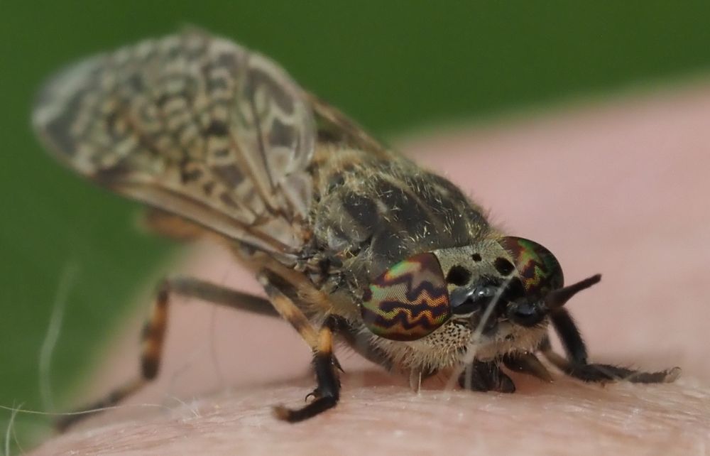 A large fly kneeling to bite into human skin. The eyes carry a beautiful sequence zig-zag bands of several colours. The bites feels like pin pricks.