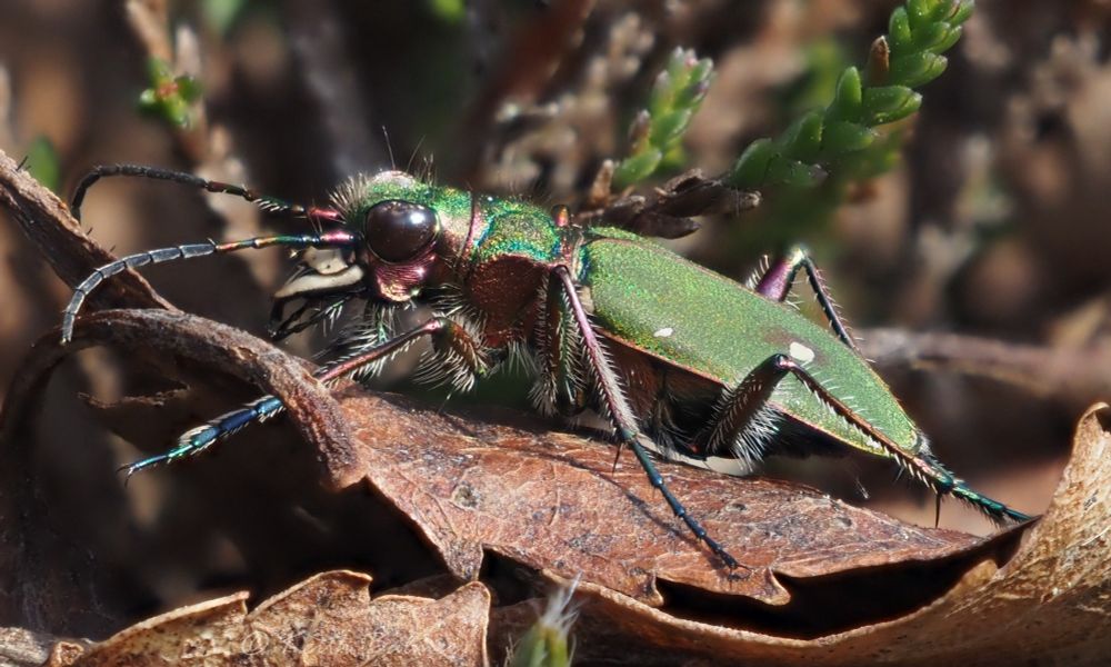 A large green beetle with long, spine-covered, legs, and a ferocious pair of sharp jaws that can puncture human skin if handled. It is standing on a dead leaf, with heather in the background.
