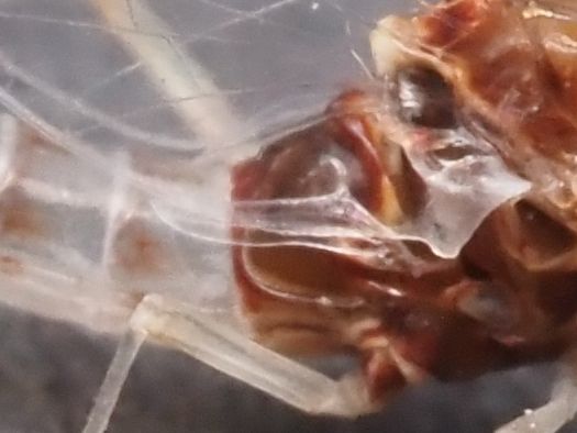 A close-up of the hindwing appears to have a small spine and a pointed tip, hopefully confirming the ID.