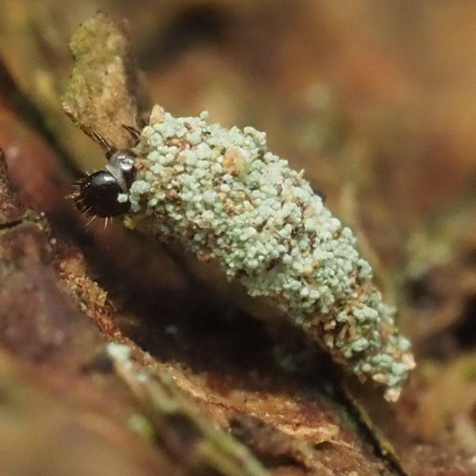 A bent cone-shaped protective case made small-grained material including lichens. The legs and head of the larva within can be seen projecting from the wide end, and it is walking upon dead wood.