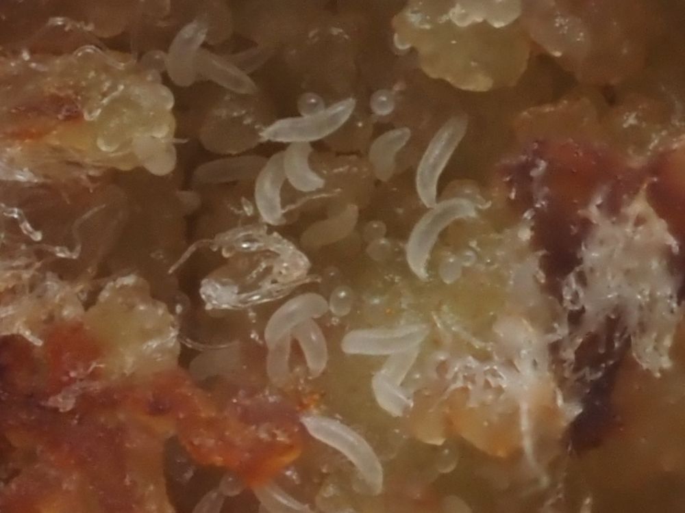 An enlarged bud on Hazel cut open to reveal the mites inside. They are tiny, pale, translucent and worm-like. There are probably hundreds inside the gall.
