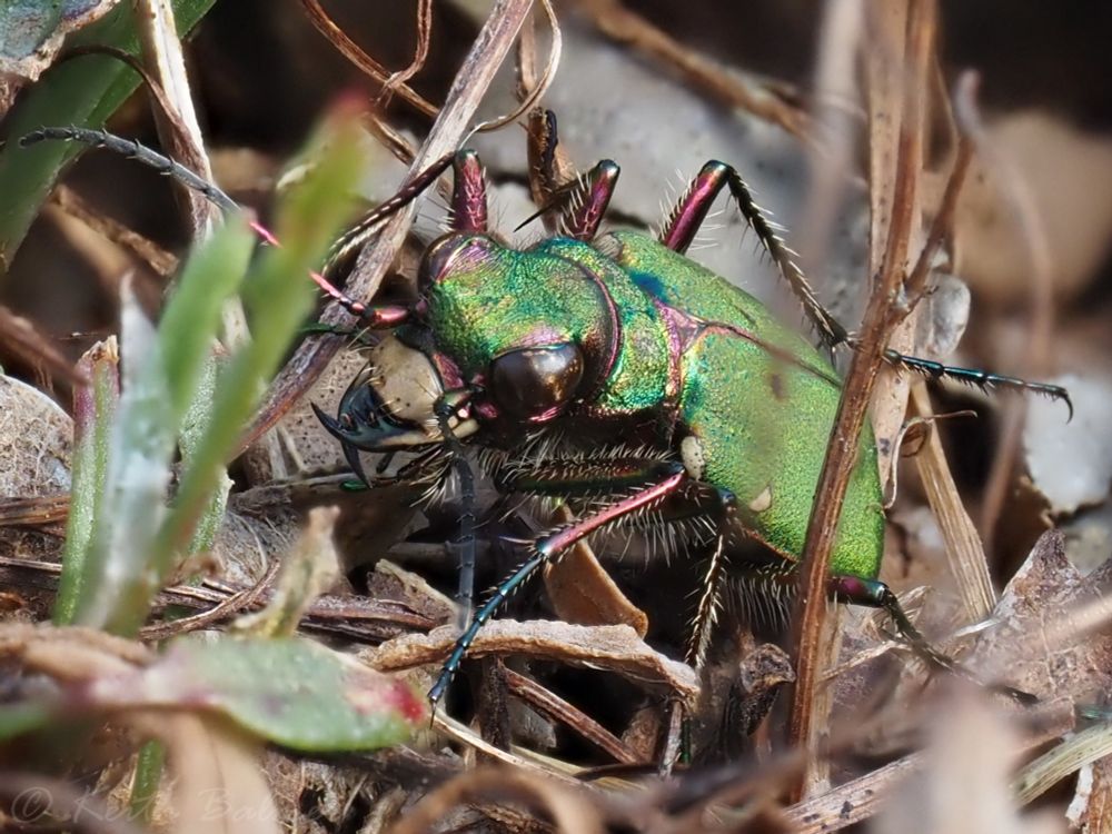 A large green beetle with long, spine-covered, legs, and a ferocious pair of sharp jaws that can puncture human skin if handled. It is clambering through leaf litter.