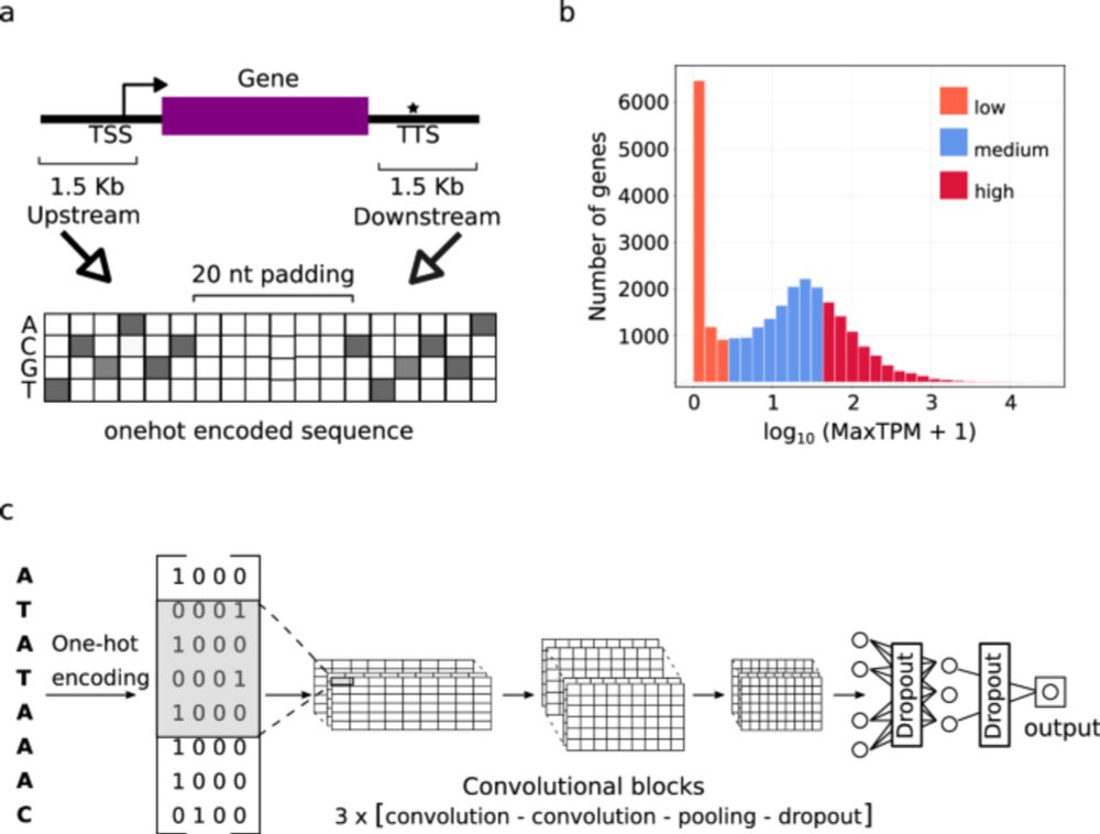 Deep learning the cis-regulatory code for gene expression in selected model plants - Nature Communications