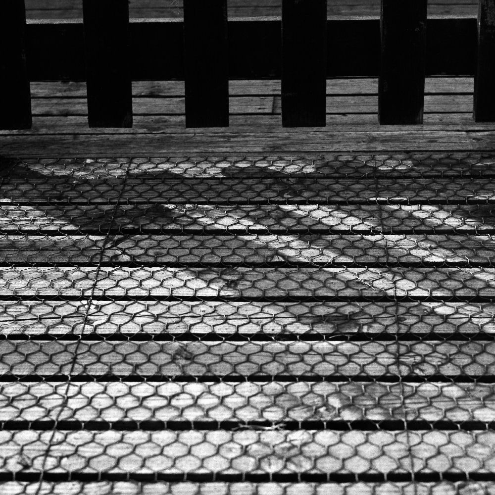 Detail of a wooden walkway showing slats, chicken-wire covering, picket gate and shadows from sunlight.
(c) 2012 Sean F. Johnston
