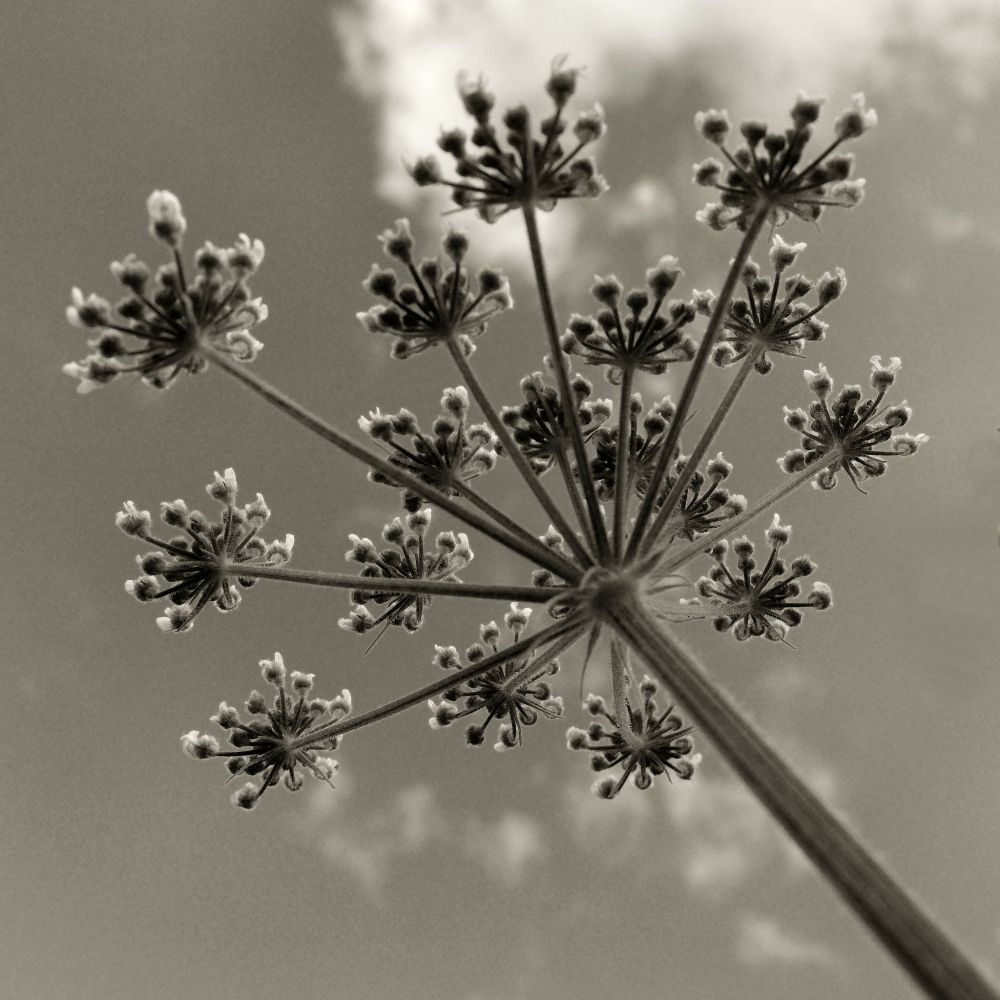 Upward-looking view of Cow Parsley plant, with the umbels of clustered white flowers at the end of numerous stalks.

(c) Sean F. Johnston