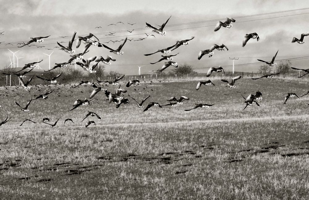 View of dozens of geese in a large flock landing in a grassy field, with wind turbines in the background. 