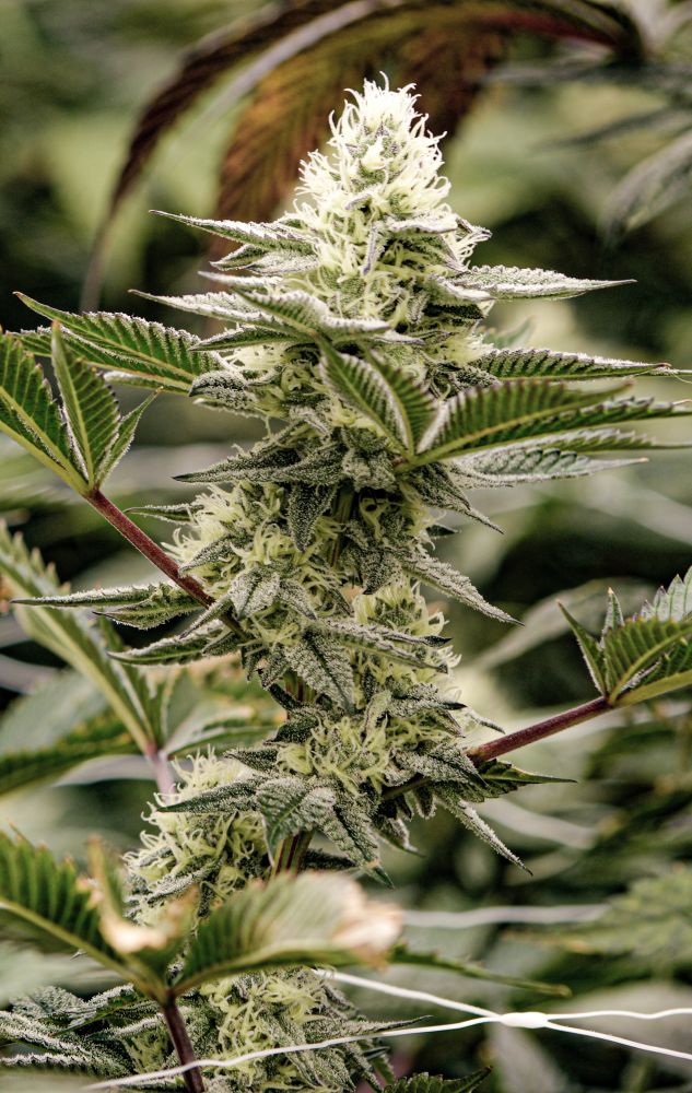A large and still growing cannabis flowers on a single stem with a few satellite leaves reaching for the light. 