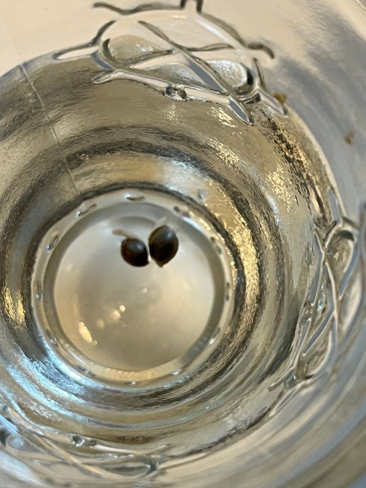 A picture of two cannabis seeds floating in a glass of water. There are little roots popping out of the seeds. Very exciting!