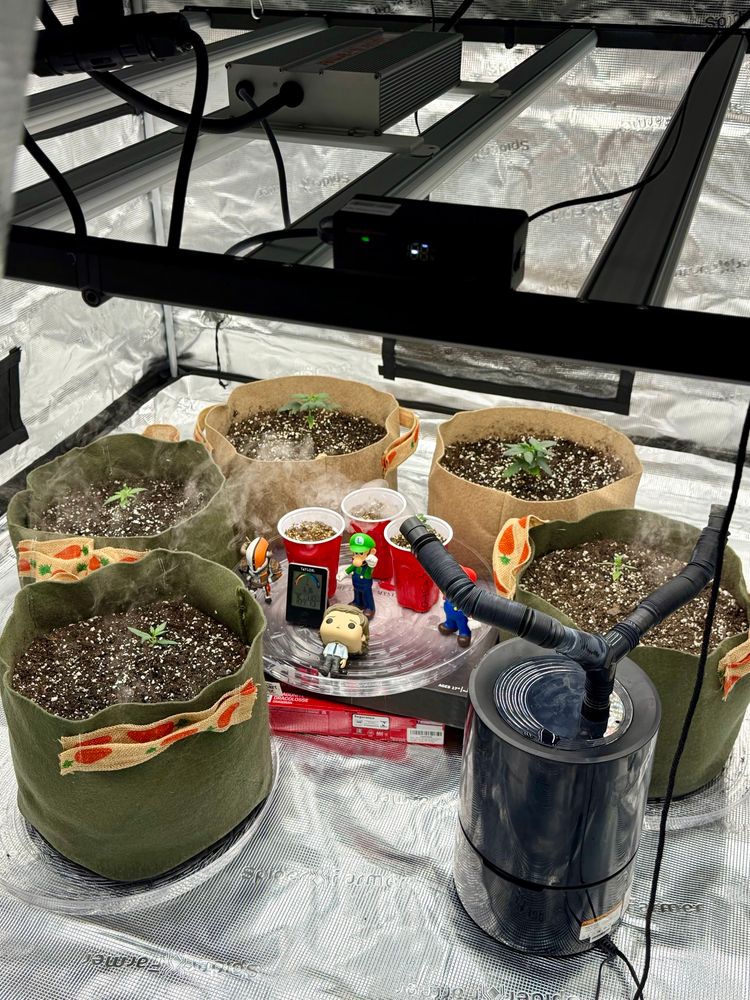 Clockwise from bottom left: first two green pots are the Lemonchello Shot autos. The first tan pot is Mac. Then Vermont Pure. And finally… Cherry Cheetah. My most prized one and the one struggling the most right now. The transfer was traumatic for all of us. Her most, of course. But after a few choice words to help motivate us through the process we did manage to land in the new pot. She totally came out of the soil. It was just one looooong root and the top that you can see. I dug a deep but skinny hole as quick as I could and held it place while I gently pushed the soil in around it to hold it in place. I did hit them all with some diluted liquid organic rooting stuff from Agway. Forget the brand. Anyway, please say a prayer for her. 

In the middle is all Gelato Auto, aka Gelauto. The first two are newer sprouts, and the third is older but has already started to flower as just a wee lass. So she will live out her days in that cup and I am so excited to see what she produces. The other two newer ones aren’t doing great btw. They were freebie seeds so maybe now we know why 🤣