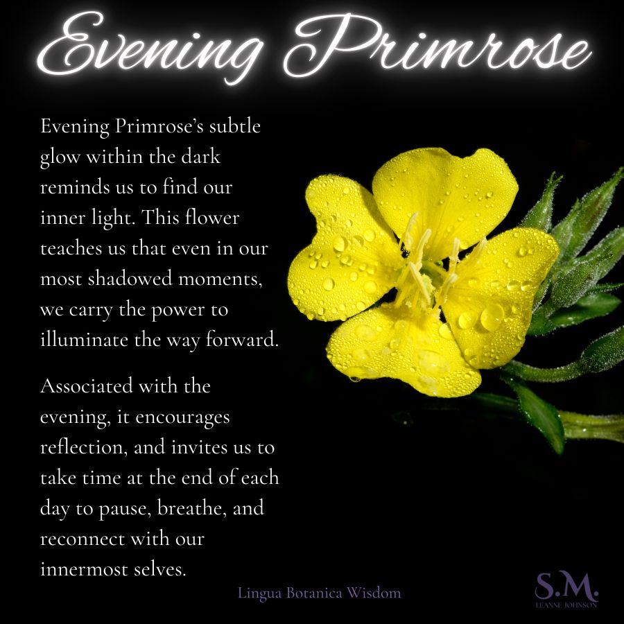 Evening Primrose 🏵

Evening Primrose’s subtle glow within the dark reminds us to find our inner light. This flower teaches us that even in our most shadowed moments, we carry the power to illuminate the way forward.

Associated with the evening, it encourages reflection, and invites us to take time at the end of each day to pause, breathe, and reconnect with our innermost selves.

Lingua Botanica Wisdom
S.M. Leanne Johnson
The Oracular Ethicist