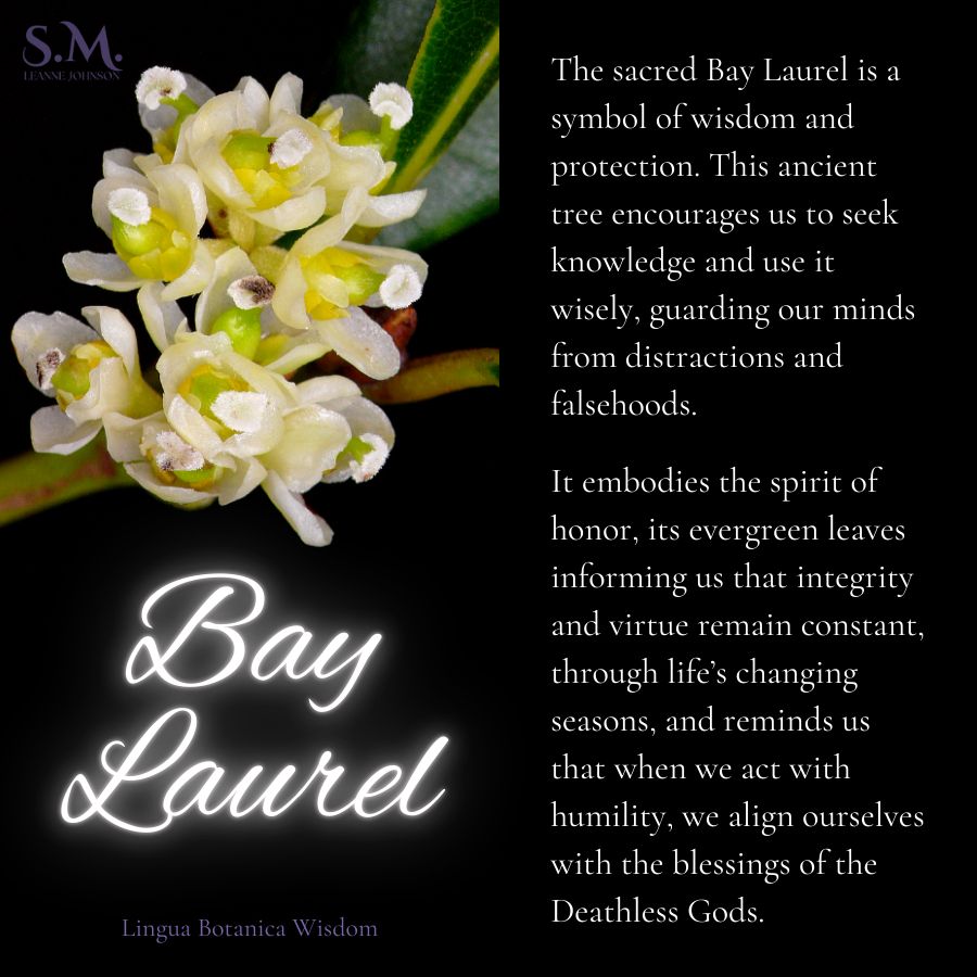 Bay Laurel 🌿

The sacred Bay Laurel is a symbol of wisdom and protection. This ancient tree encourages us to seek knowledge and use it wisely, guarding our minds from distractions and falsehoods.

It embodies the spirit of honor, its evergreen leaves informing us that integrity and virtue remain constant, through life’s changing seasons, and reminds us that when we act with humility, we align ourselves with the blessings of the Deathless Gods.

Lingua Botanica Wisdom  
S.M. Leanne Johnson  
The Oracular Ethicist