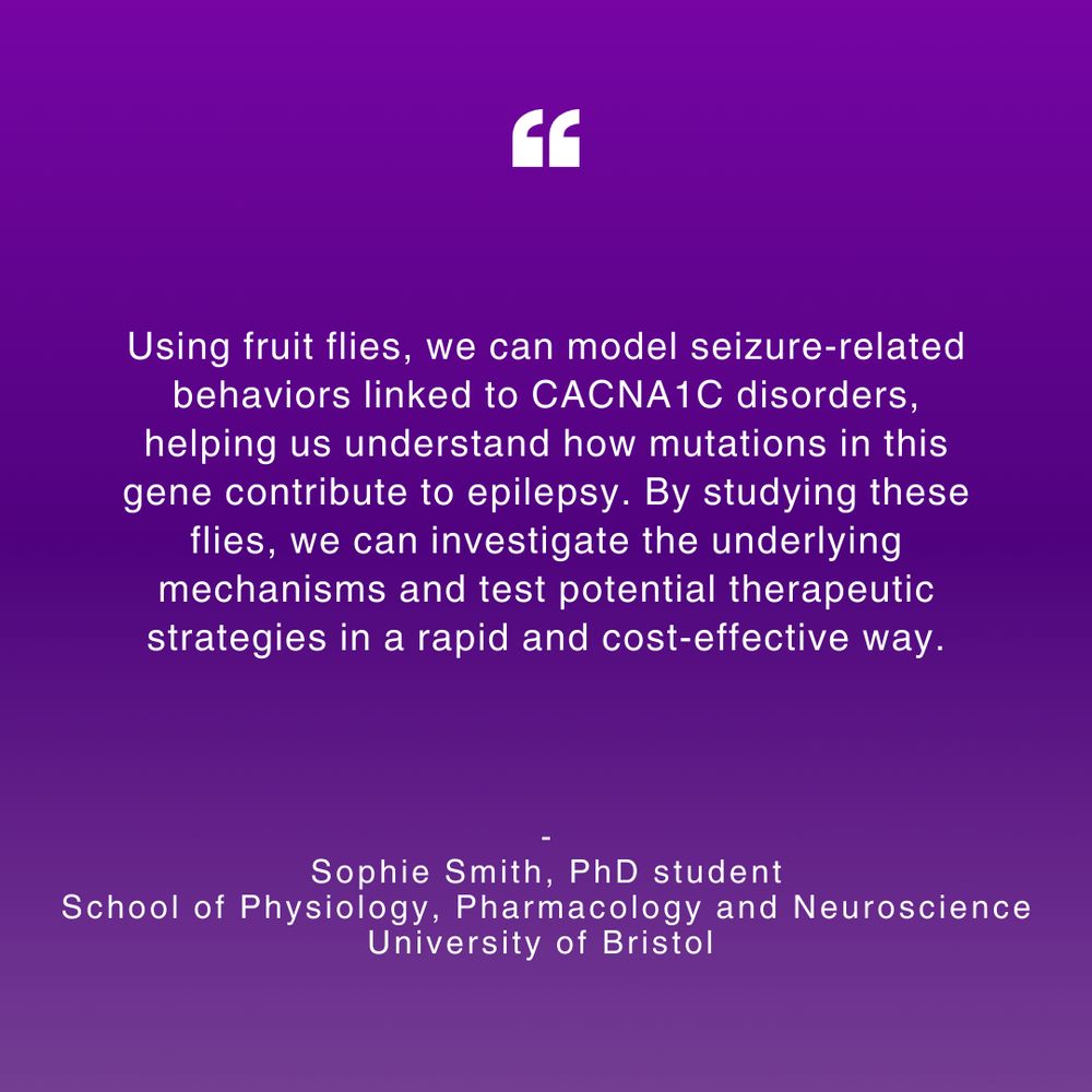 A digital graphic with a purple gradient background. At the top, there is a large white quotation mark symbol. Below, centered white text reads:

"Using fruit flies, we can model seizure-related behaviors linked to CACNA1C disorders, helping us understand how mutations in this gene contribute to epilepsy. By studying these flies, we can investigate the underlying mechanisms and test potential therapeutic strategies in a rapid and cost-effective way."

Below the quote, the attribution is given as:
Sophie Smith, PhD student
School of Physiology, Pharmacology and Neuroscience
University of Bristol