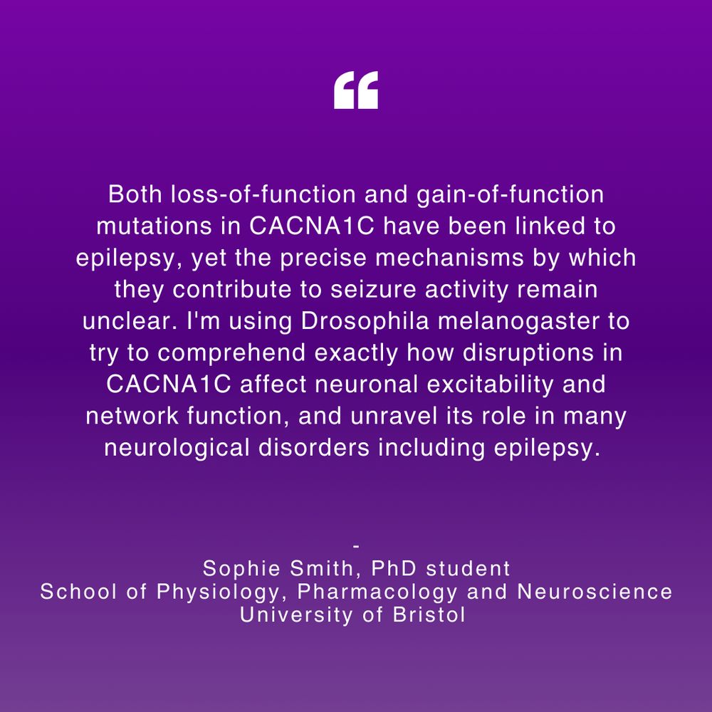 A digital graphic with a purple gradient background. At the top, there is a large white quotation mark symbol. Below, centred white text reads:

"Both loss-of-function and gain-of-function mutations in CACNA1C have been linked to epilepsy, yet the precise mechanisms by which they contribute to seizure activity remain unclear. I'm using Drosophila melanogaster to try to comprehend exactly how disruptions in CACNA1C affect neuronal excitability and network function, and unravel its role in many neurological disorders including epilepsy."

Below the quote, the attribution is given as:
Sophie Smith, PhD student
School of Physiology, Pharmacology and Neuroscience
University of Bristol