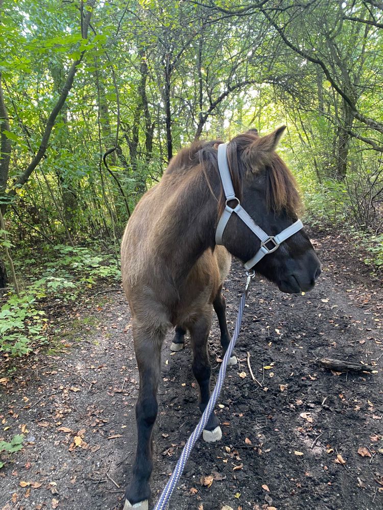 Pferd steht im Wald und guckt nachdenklich zur Seite