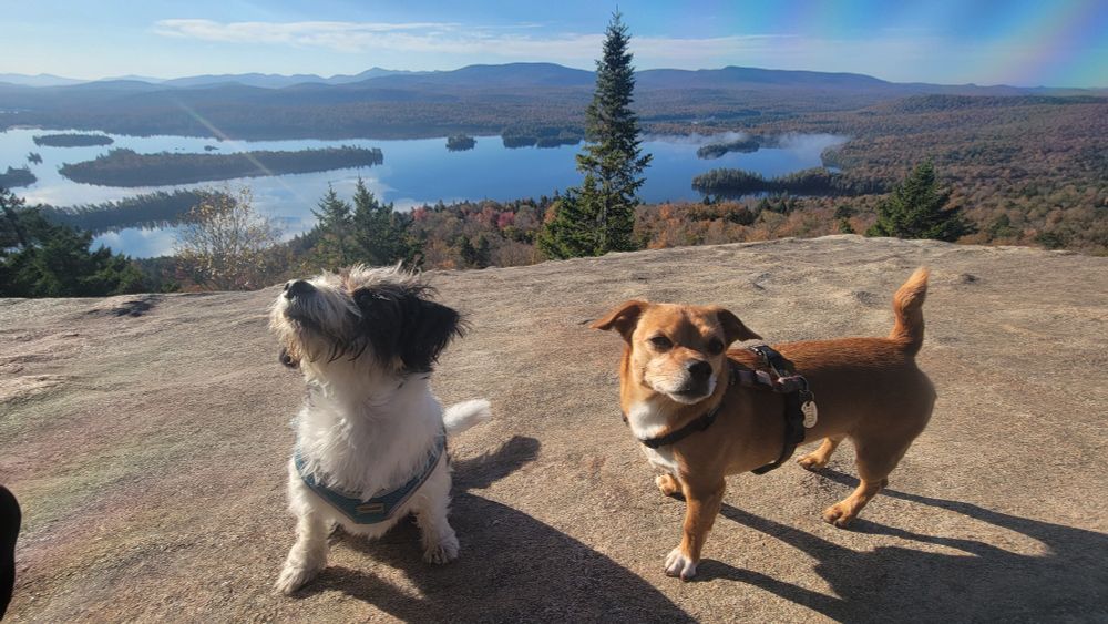 Tiptree, a small scruffy black and white dog, and Jo, a small brown dog witb a white chest and paw, on a rock outcropping overlooking a forest and lake.