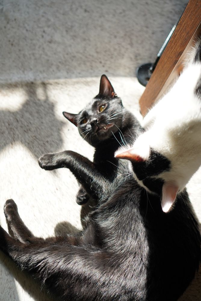 Black cat  with a funny expression laying on cowhide rug looking back up at black and white cat who is playing with him