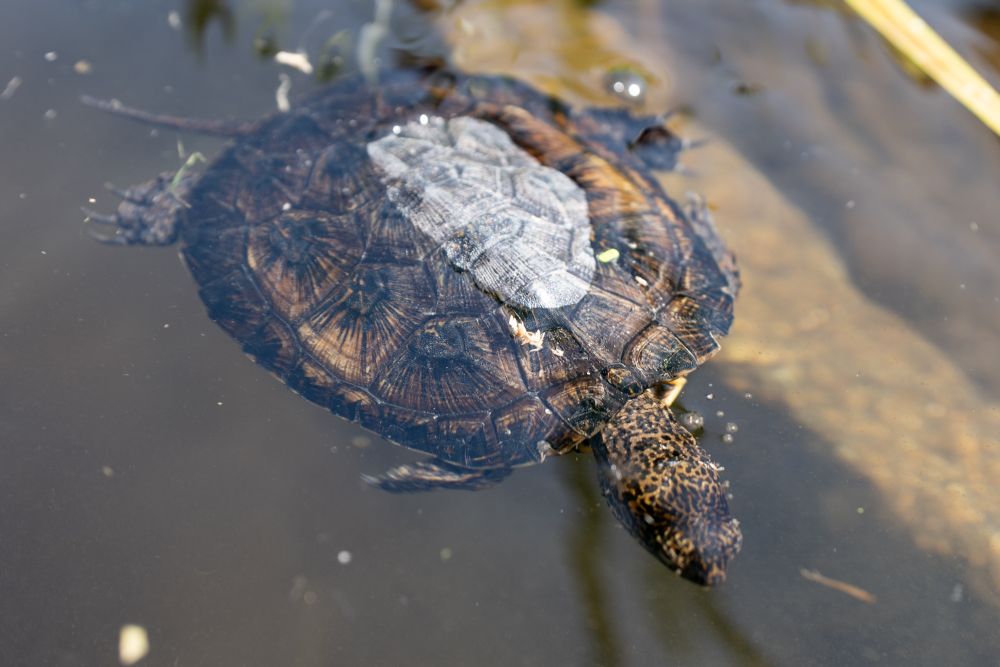 WESTERN POND TURTLE BASKING IN POND