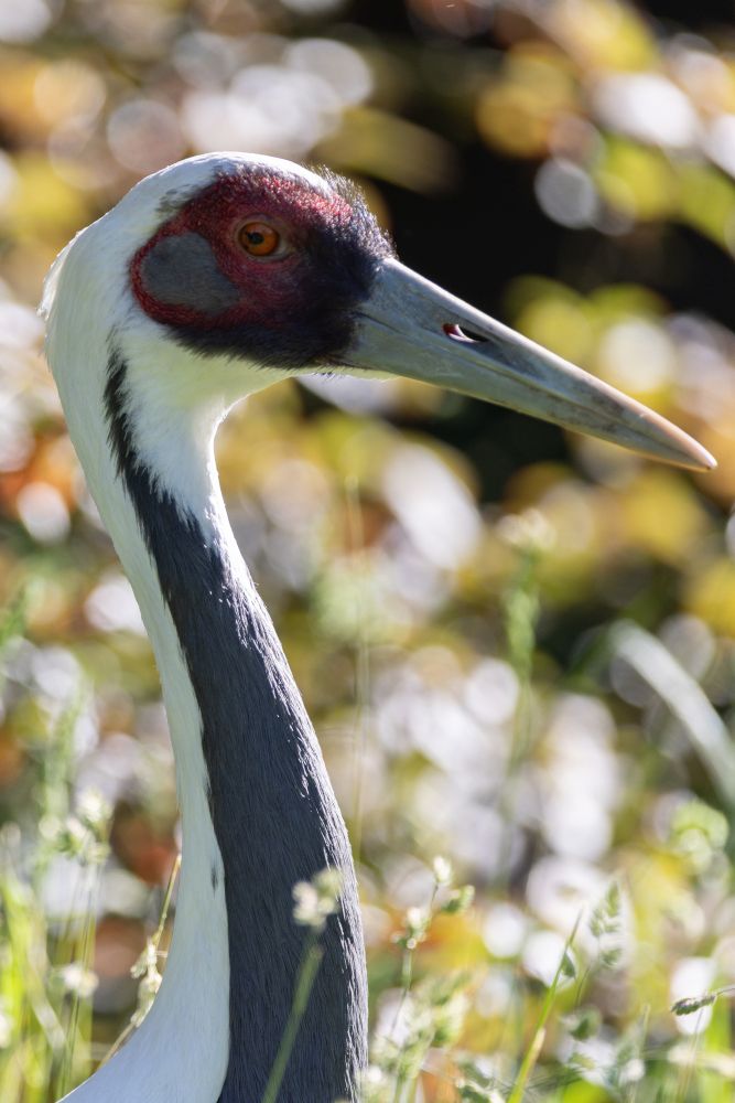 Stunning portrait of a white-naped crane in the sun and grass