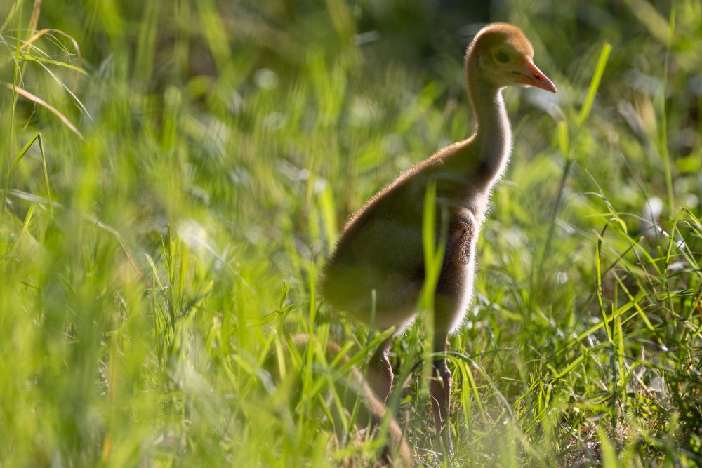 white-naped crane chick standing in tall green grass with sunlight drenching its adorable fuzzy body