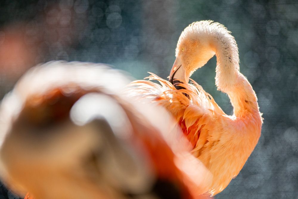 Chilean flamingo