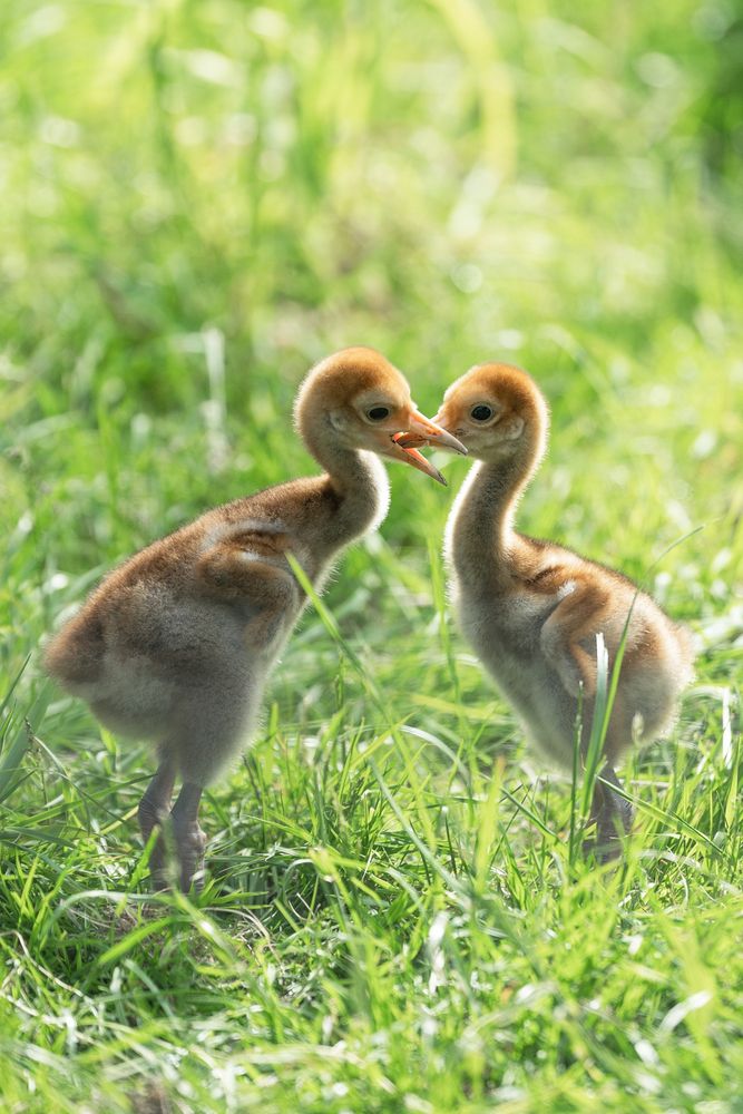 Two white-naped crane chicks face each other, they are standing in sunlit green grass