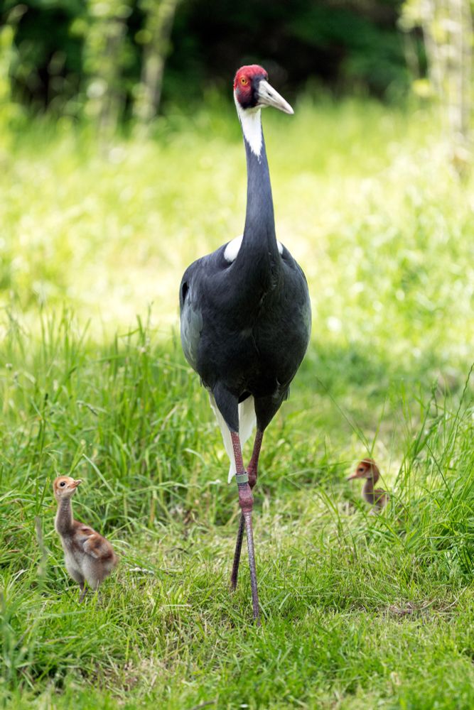 white-naped crane parent parades her chicks through the tall green grass