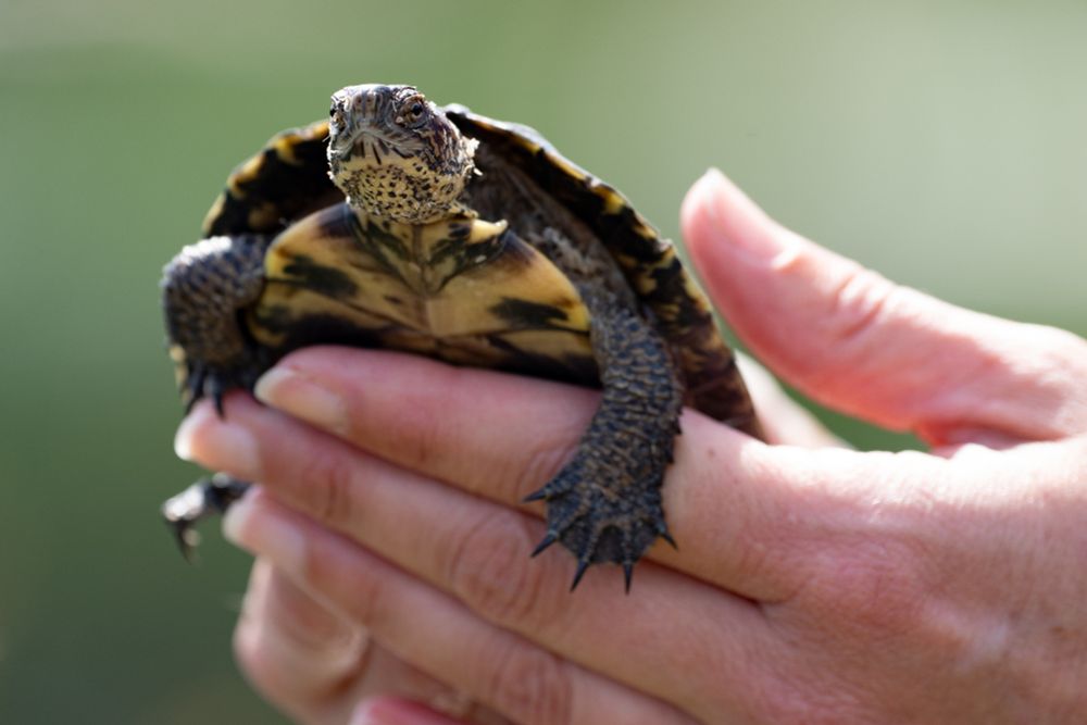 WESTERN POND TURTLE BEING CAREFULLY HELD IN WOMAN'S HANDS