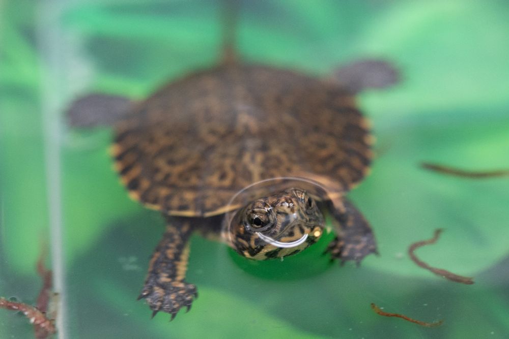western pond turtle floating in a small pool with grass and leaves underneath